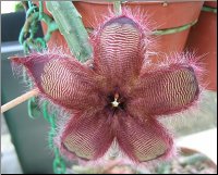Stapelia 10
